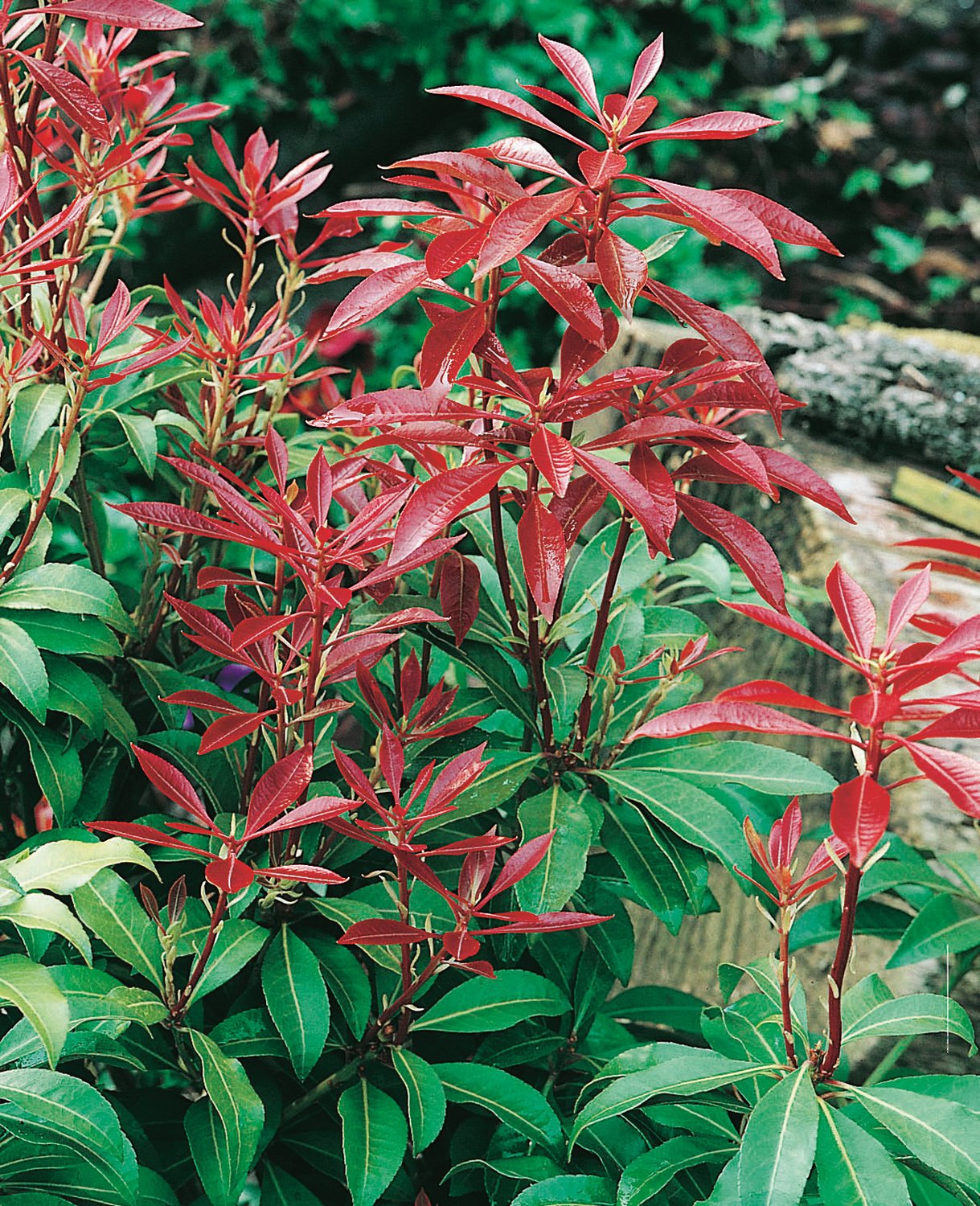 Pieris japonica Mountain Fire