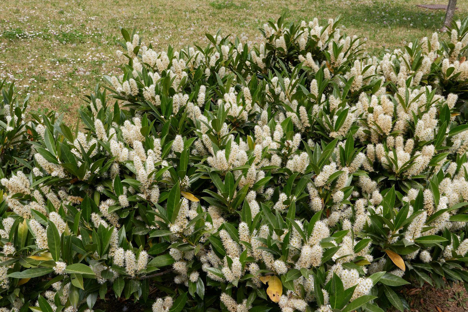 Prunus laurocerasus 'Otto Luyken'