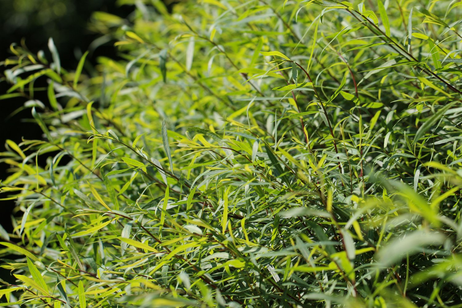 Salix purpurea
