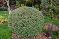 Salix purpurea 'Nana'