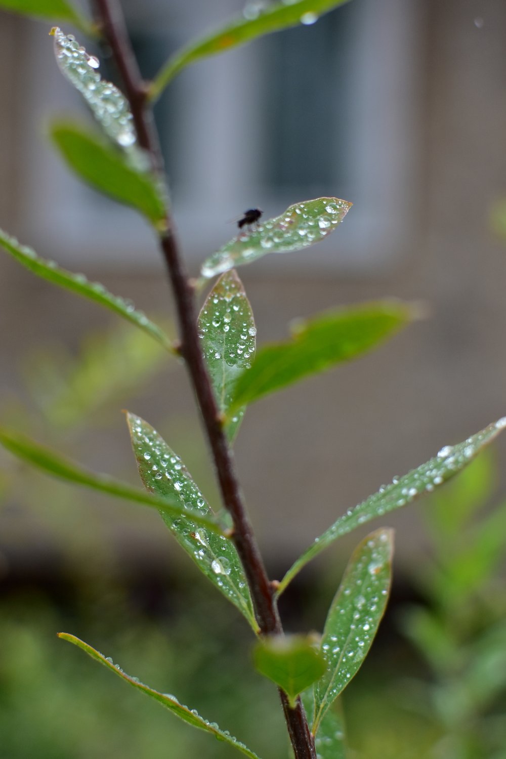Salix purpurea 'Nana'