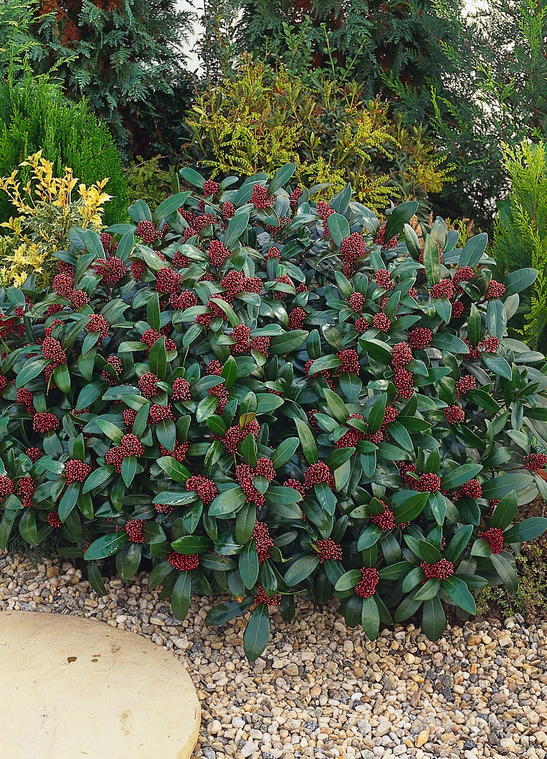Skimmia japonica 'Rubella'
