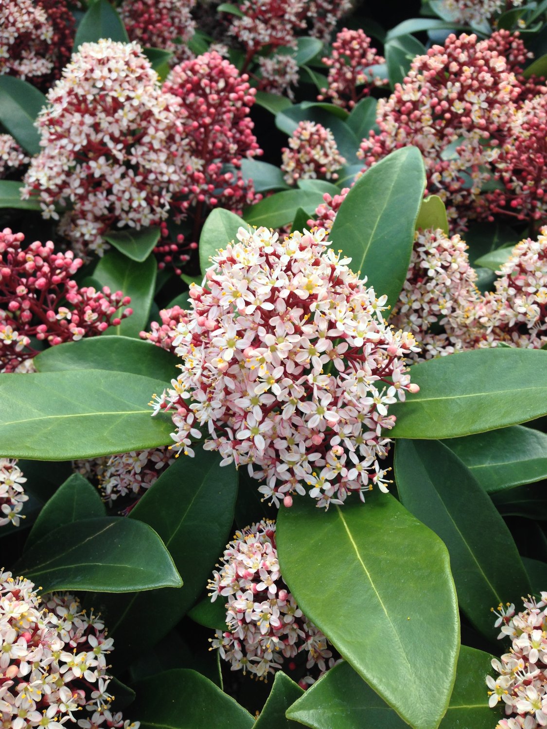Skimmia japonica 'Rubella'