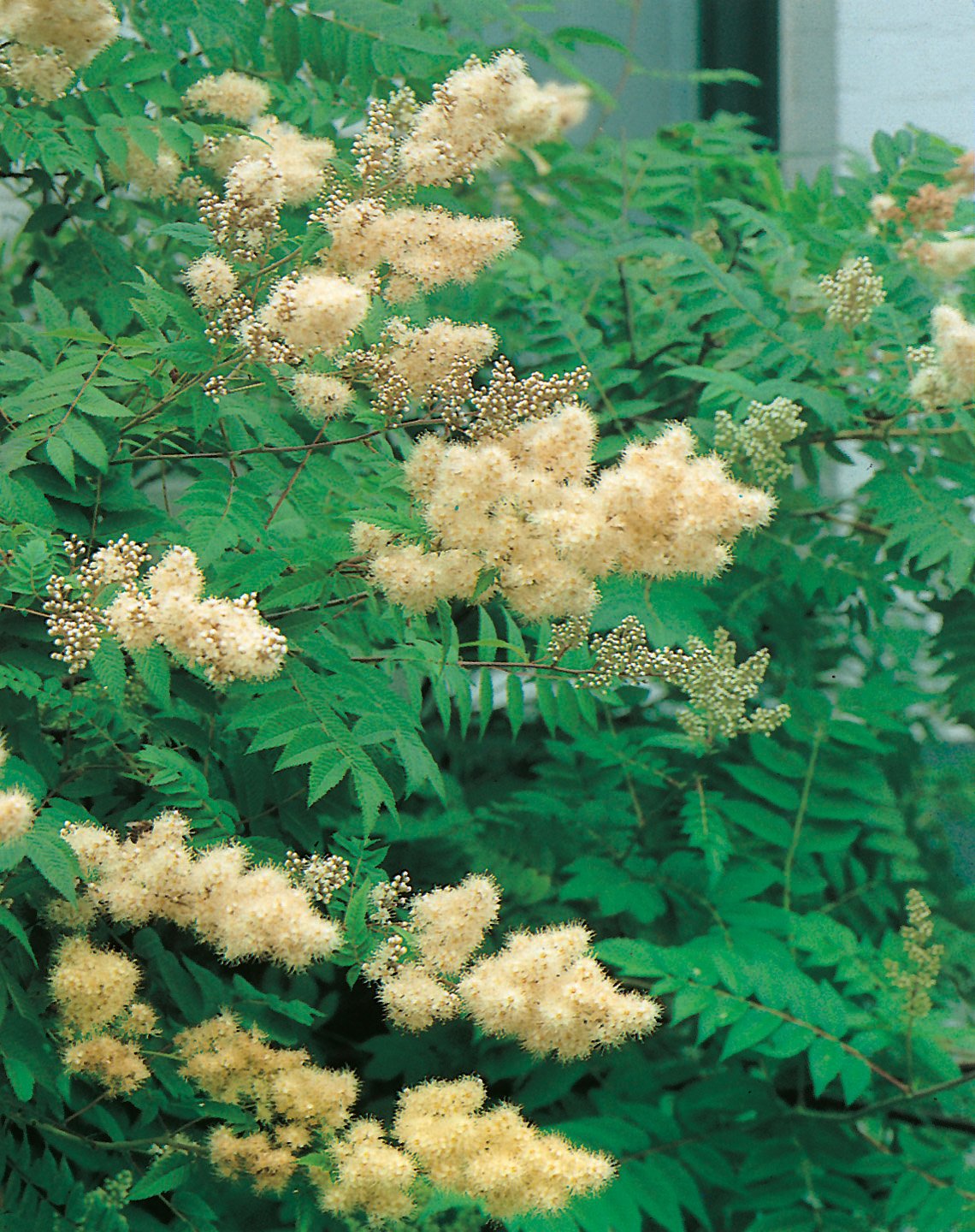 Sorbaria sorbifolia 'Pia' E