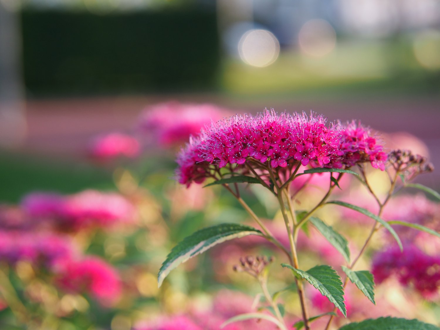 Spiraea japonica 'Anthony Waterer'