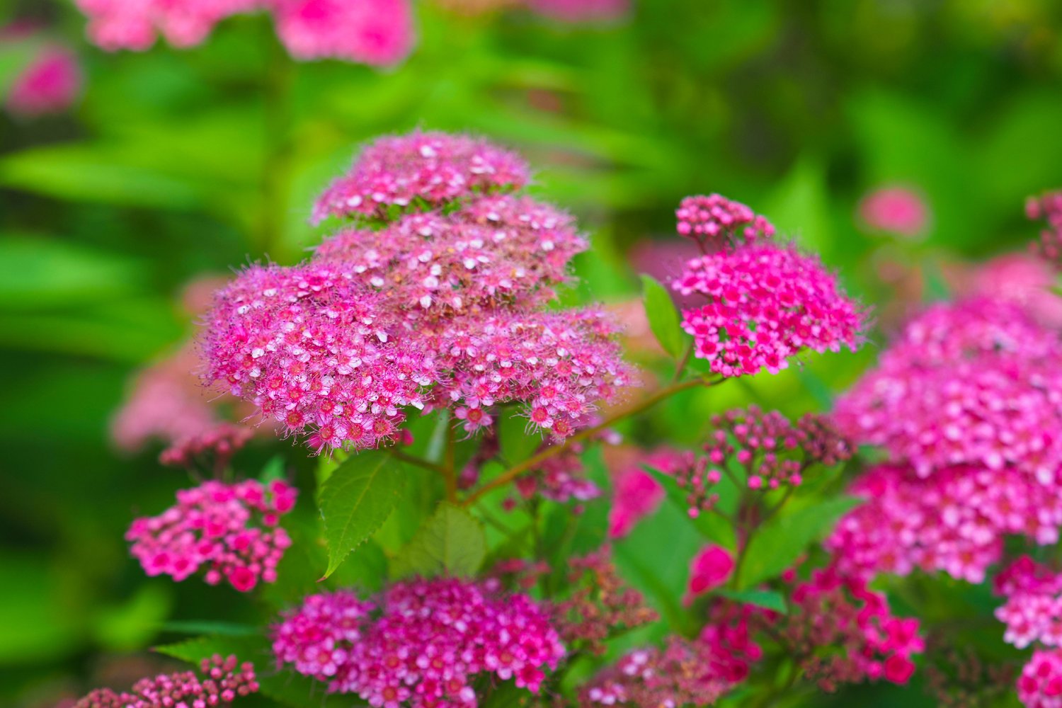 Spiraea japonica 'Anthony Waterer'