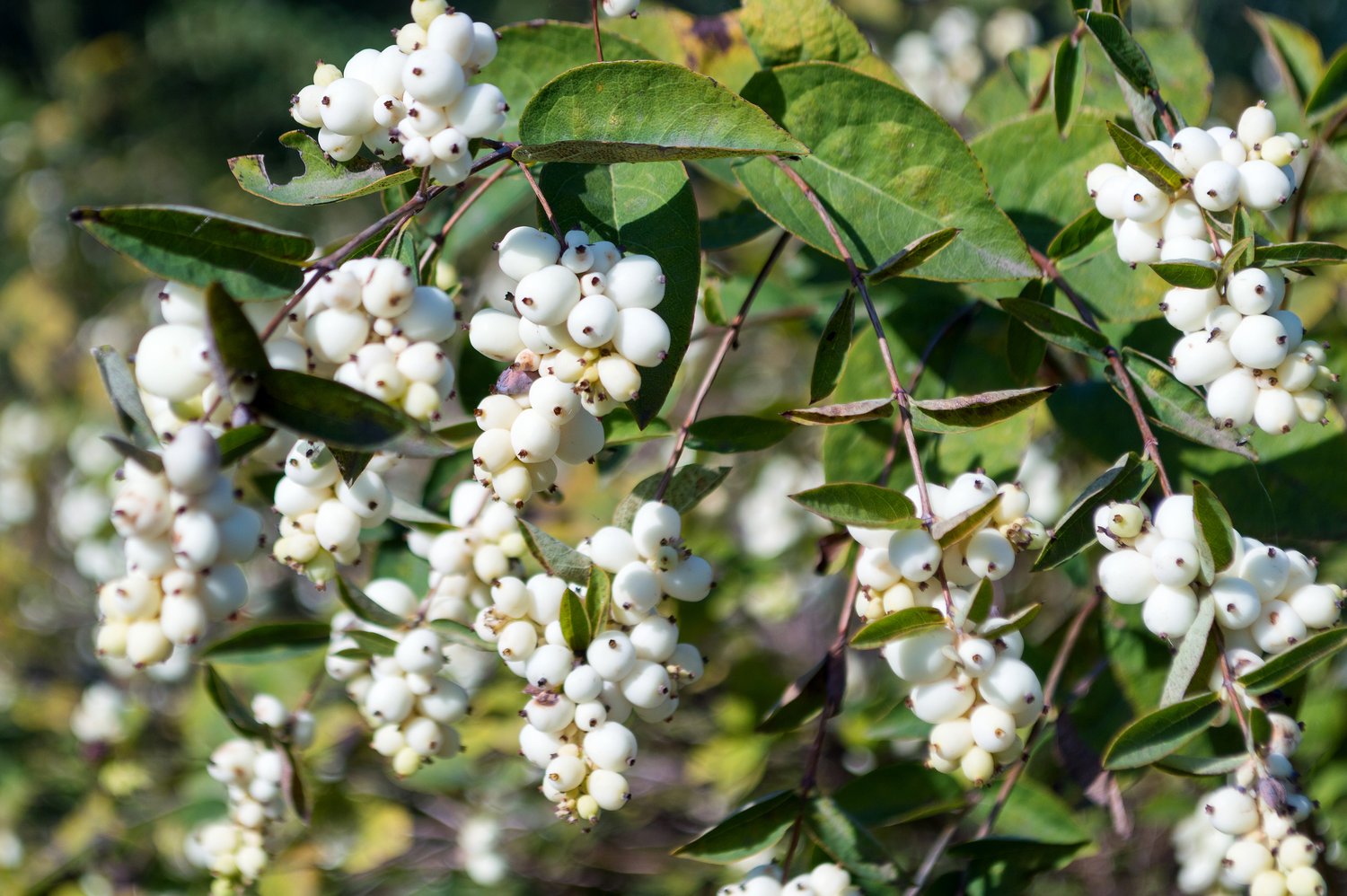 Symphoricarpos albus
