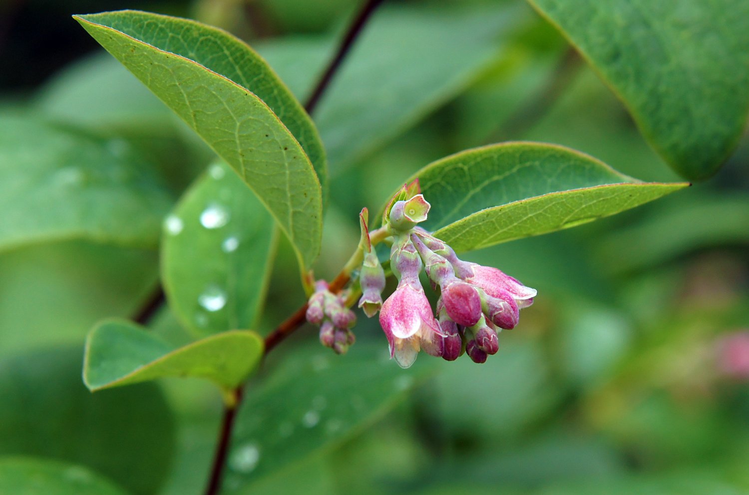 Symphoricarpos albus