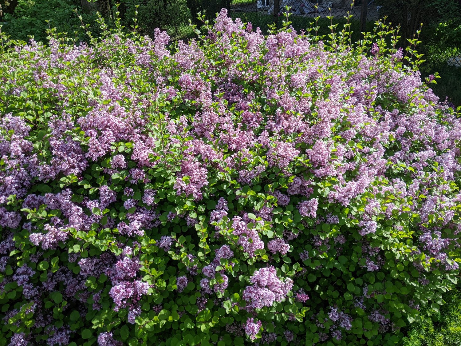 Syringa meyeri 'Palibin'