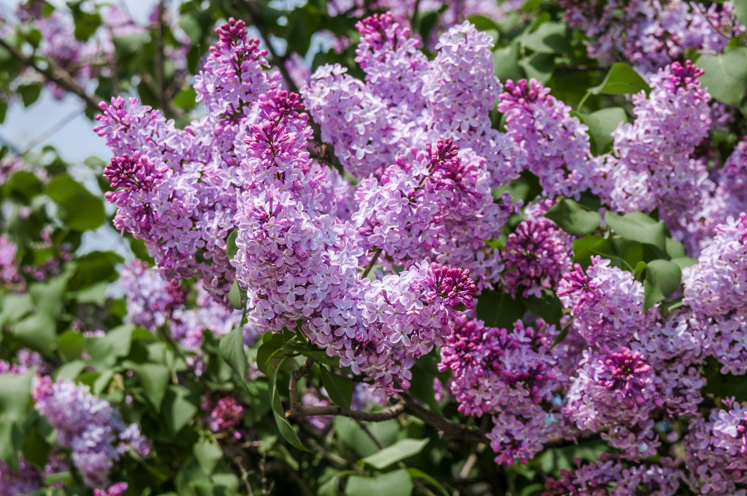 Syringa vulgaris