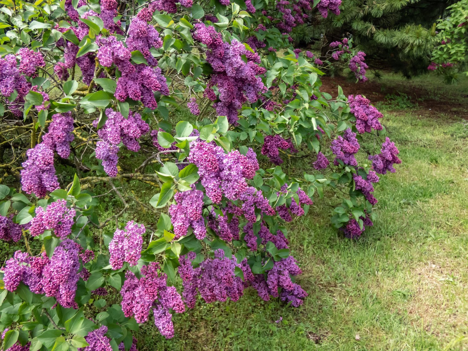 Syringa vulgaris 'Andenken an Ludwig Späth'