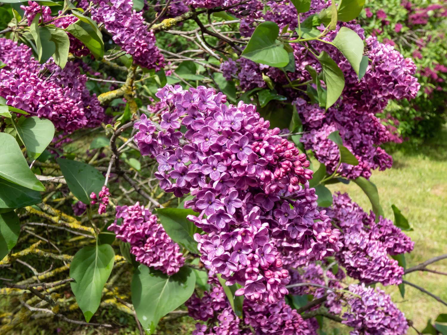Syringa vulgaris 'Andenken an Ludwig Späth'