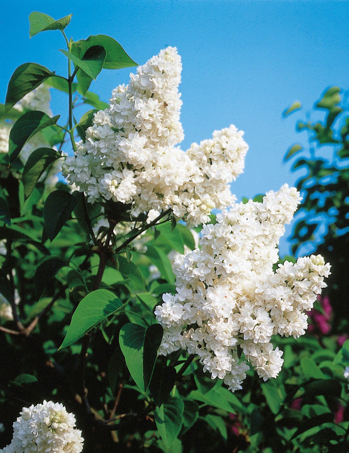 Syringa vulgaris 'Mme Lemoine'