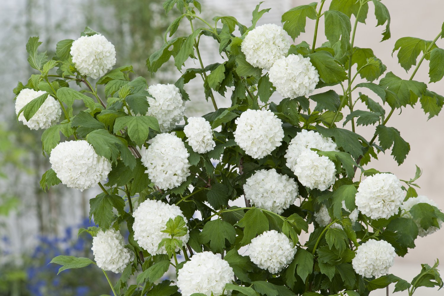 Viburnum opulus 'Roseum'