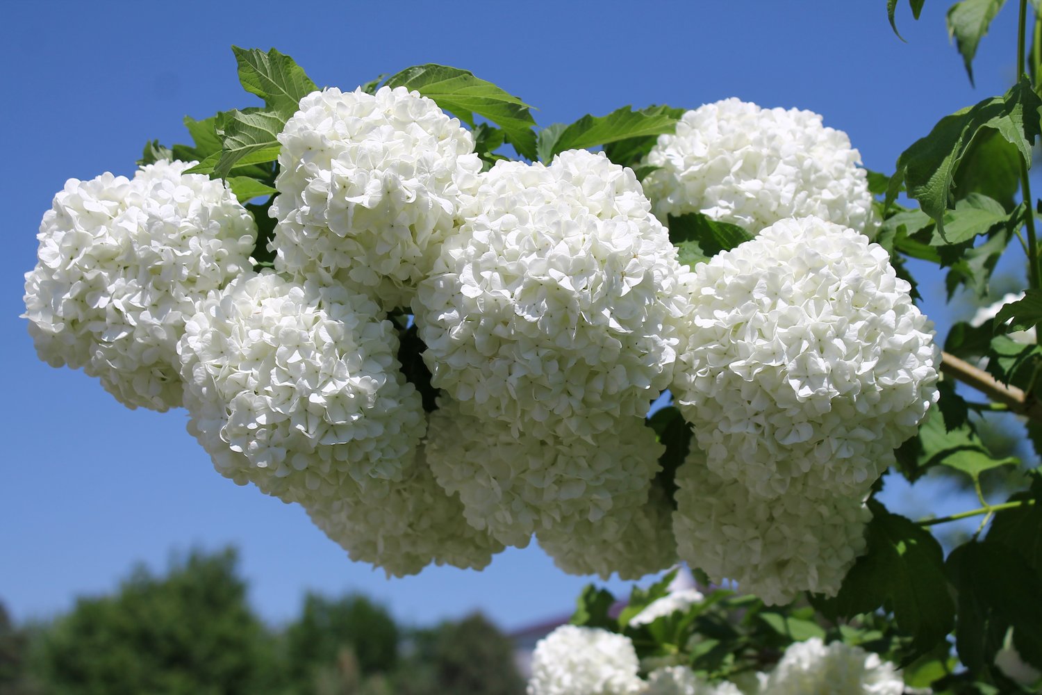 Viburnum opulus 'Roseum'