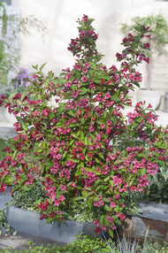 Weigela 'Bristol Ruby'