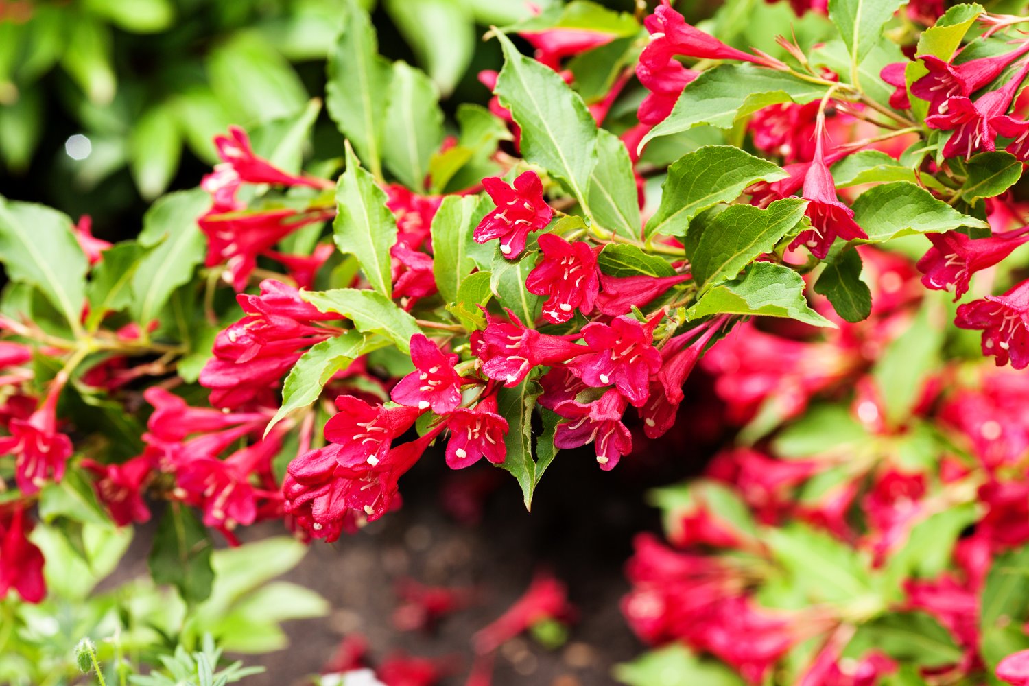 Weigela 'Bristol Ruby'
