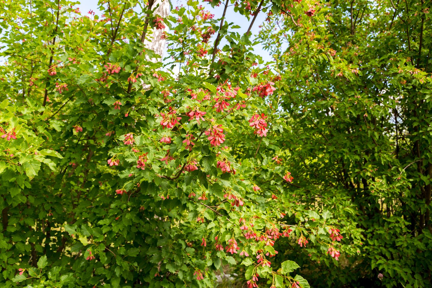 Acer tataricum ssp. ginnala, sol 150-200 cm, co/kl