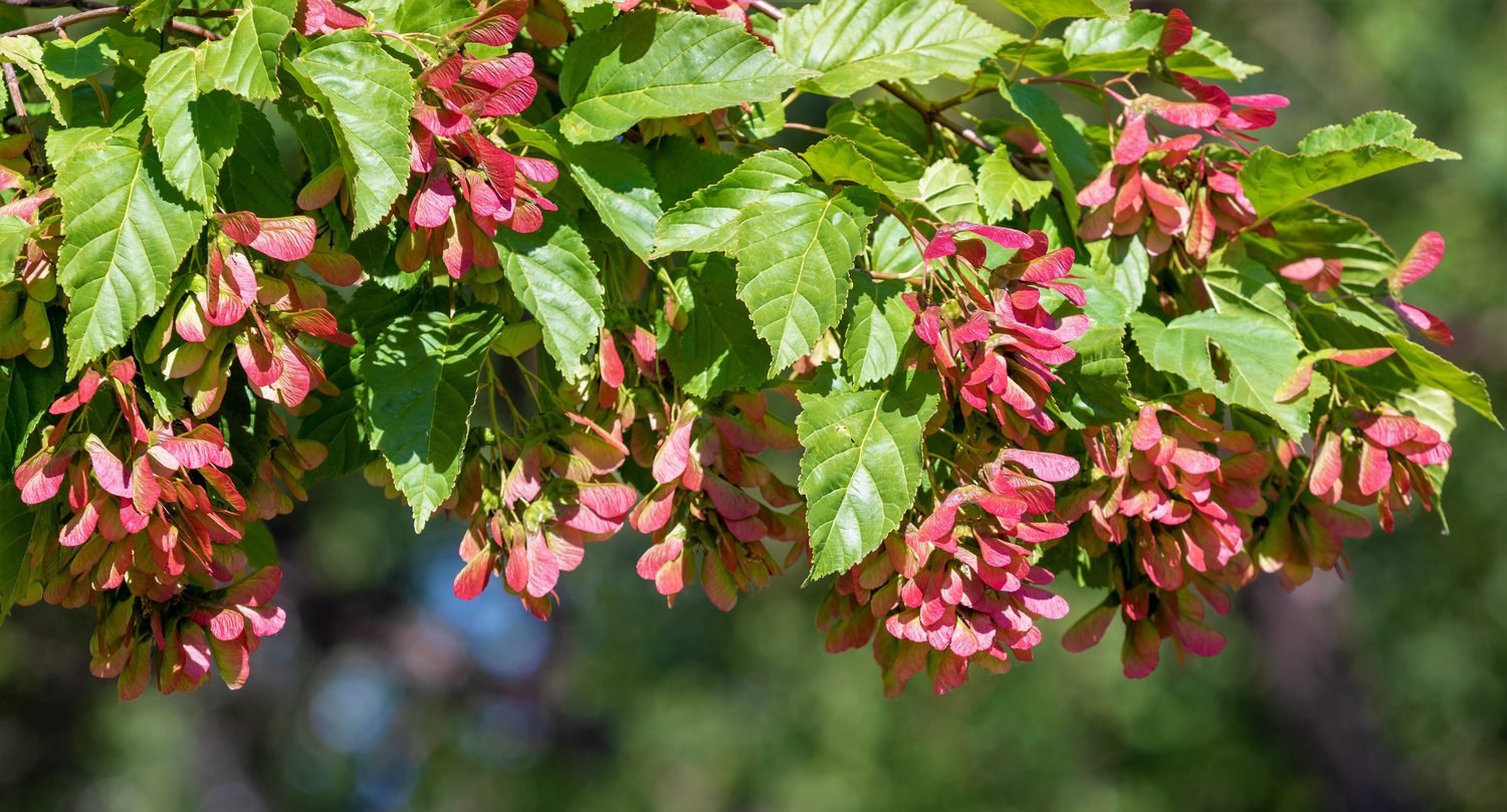Acer tataricum ssp. ginnala, sol 150-200 cm, co/kl