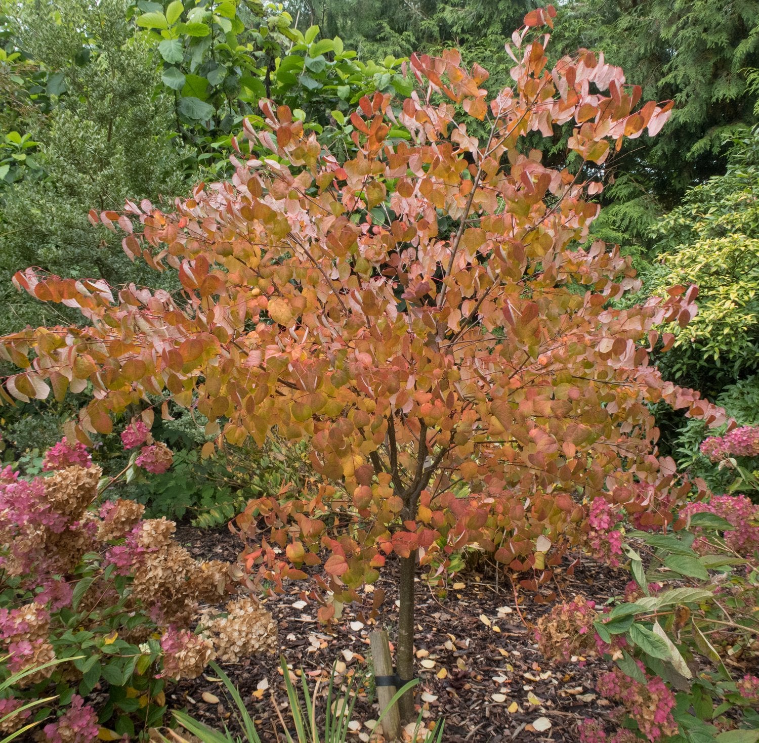 Cercidiphyllum japonicum, sol 125-150 cm, co/kl