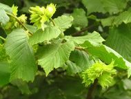 Corylus avellana, sol 150-200 cm, co/kl