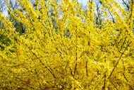 Forsythia × intermedia 'Lynwood', sol 125-150 cm, co/kl