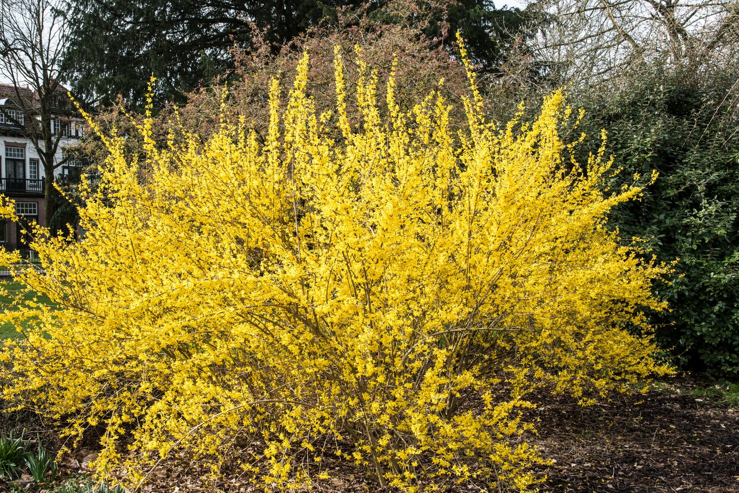 Forsythia × intermedia 'Lynwood', sol 125-150 cm, co/kl