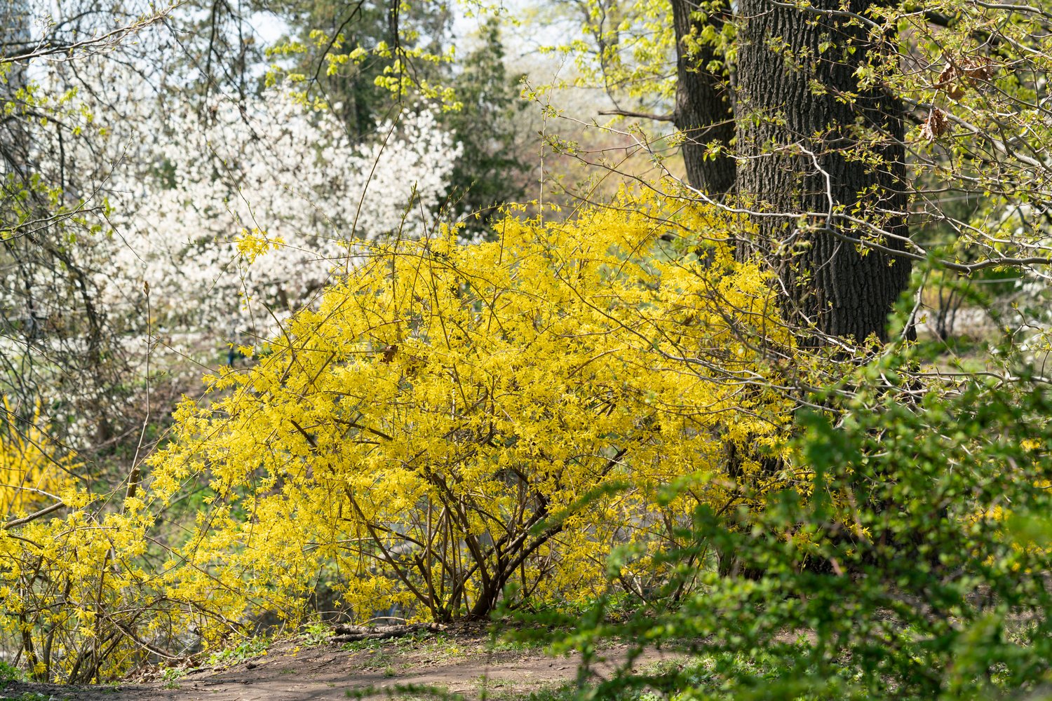Forsythia × intermedia 'Lynwood', sol 125-150 cm, co/kl