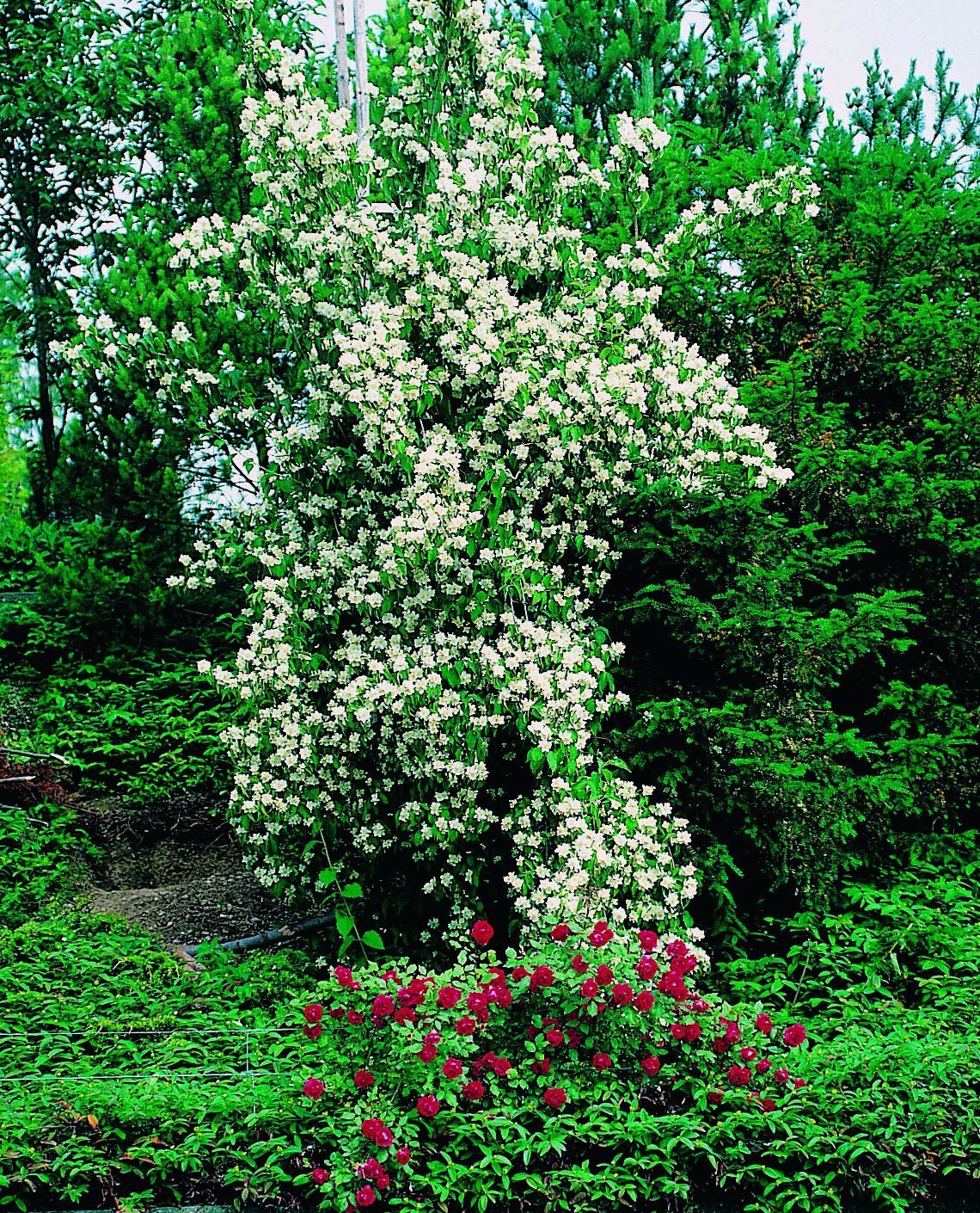 Philadelphus coronarius, sol 100-150 cm, co/kl