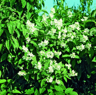 Philadelphus coronarius, sol 100-150 cm, co/kl