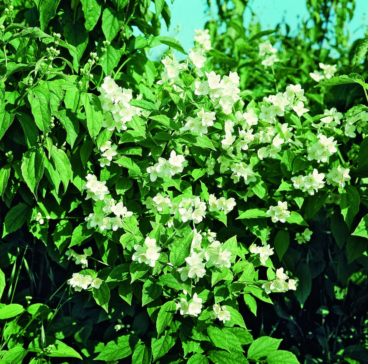 Philadelphus coronarius, sol 100-150 cm, co/kl