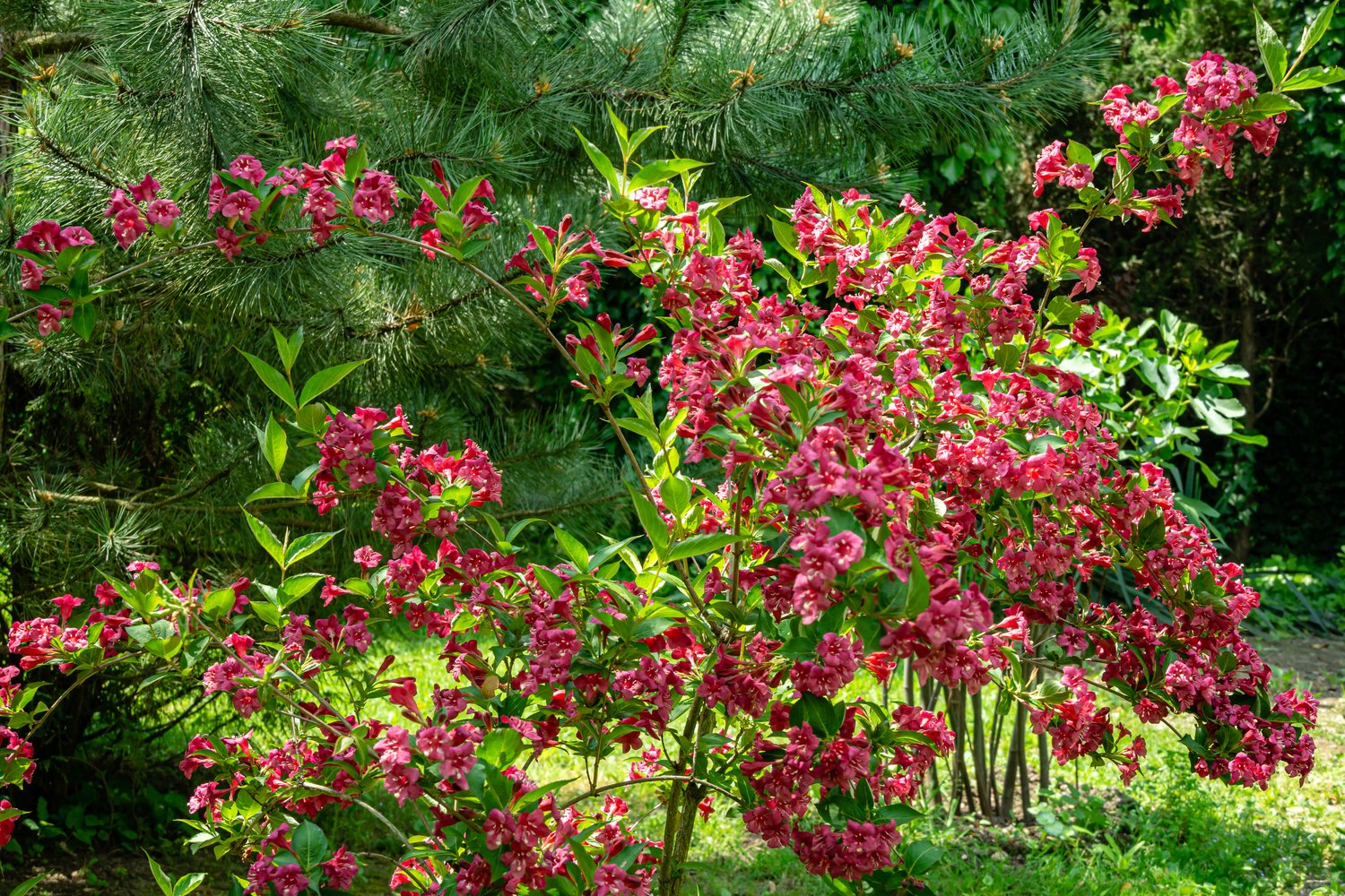 Weigela 'Bristol Ruby', sol 125-150 cm, co/kl