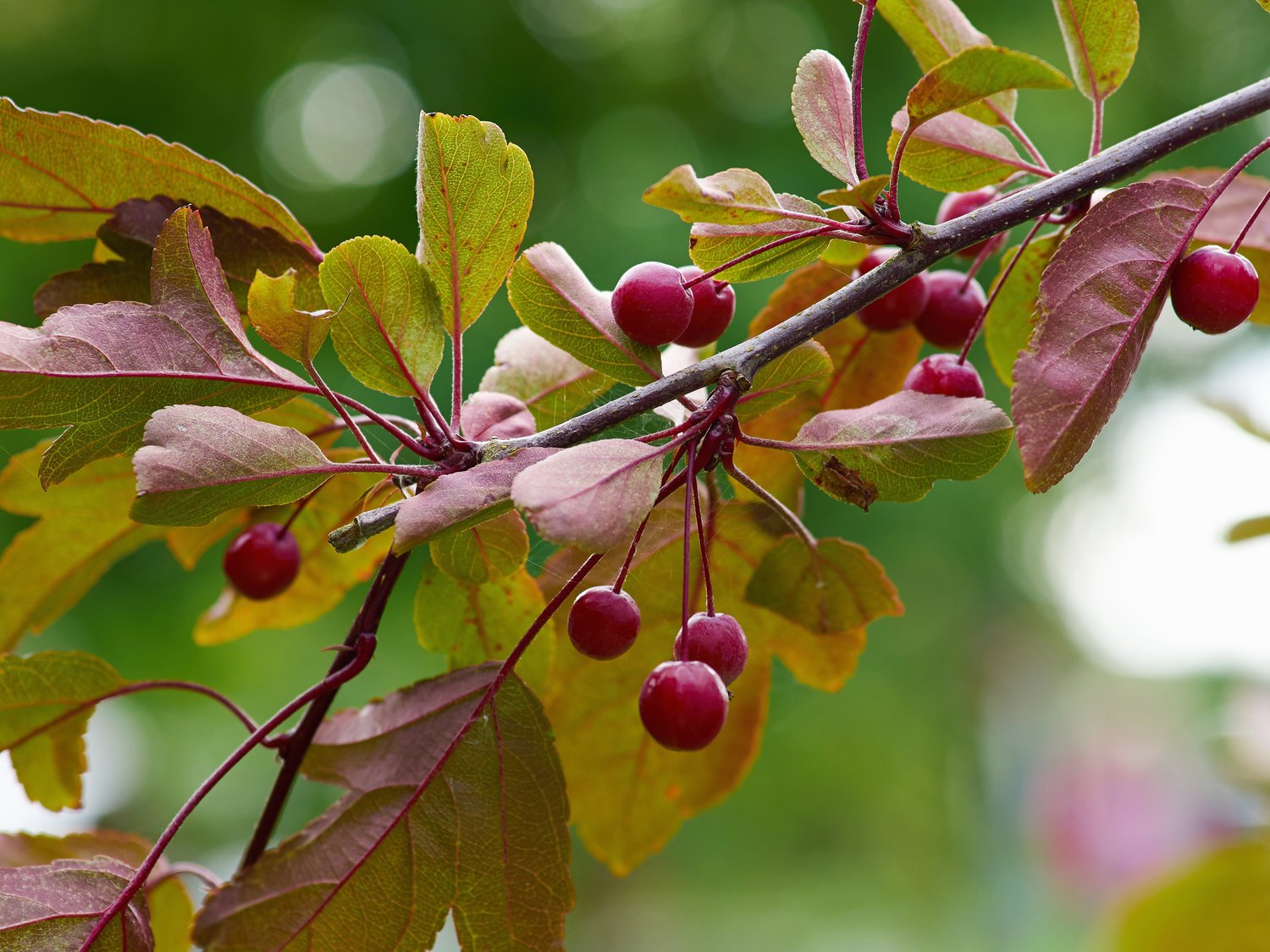 Malus toringo 'Freja', Sh 90-110