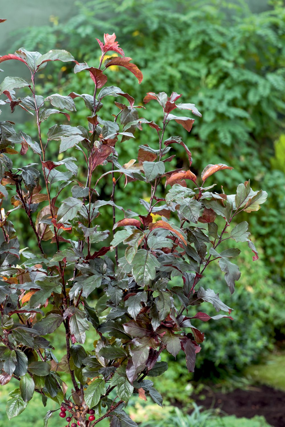 Malus toringo 'Freja', Sh 90-110