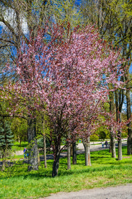 Malus 'Pink Spires', Sh 90-110