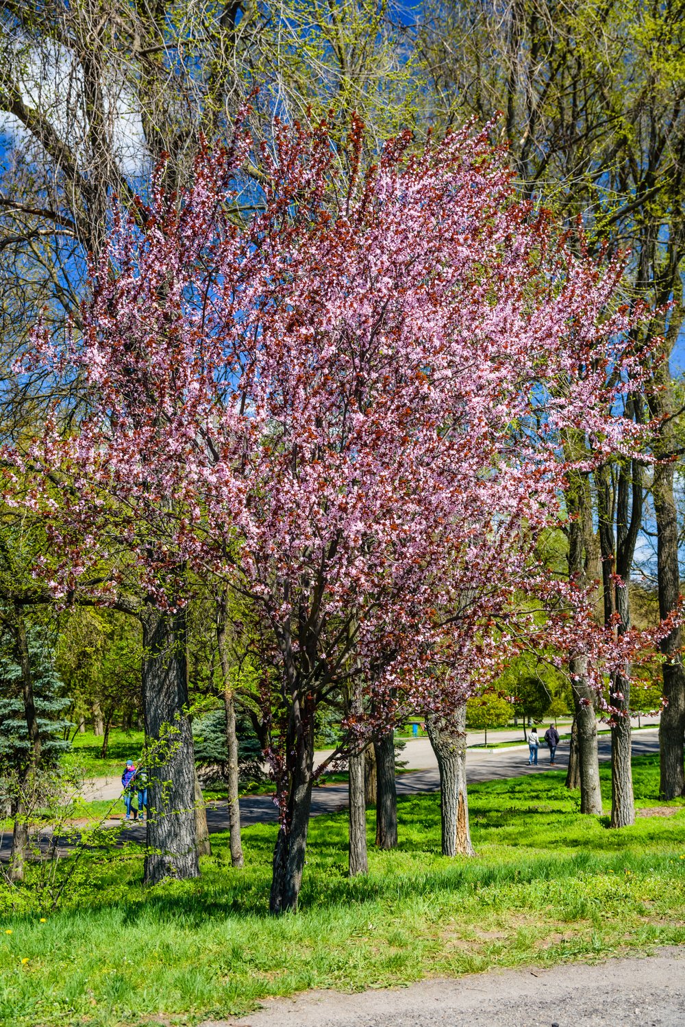 Malus 'Pink Spires', Sh 90-110