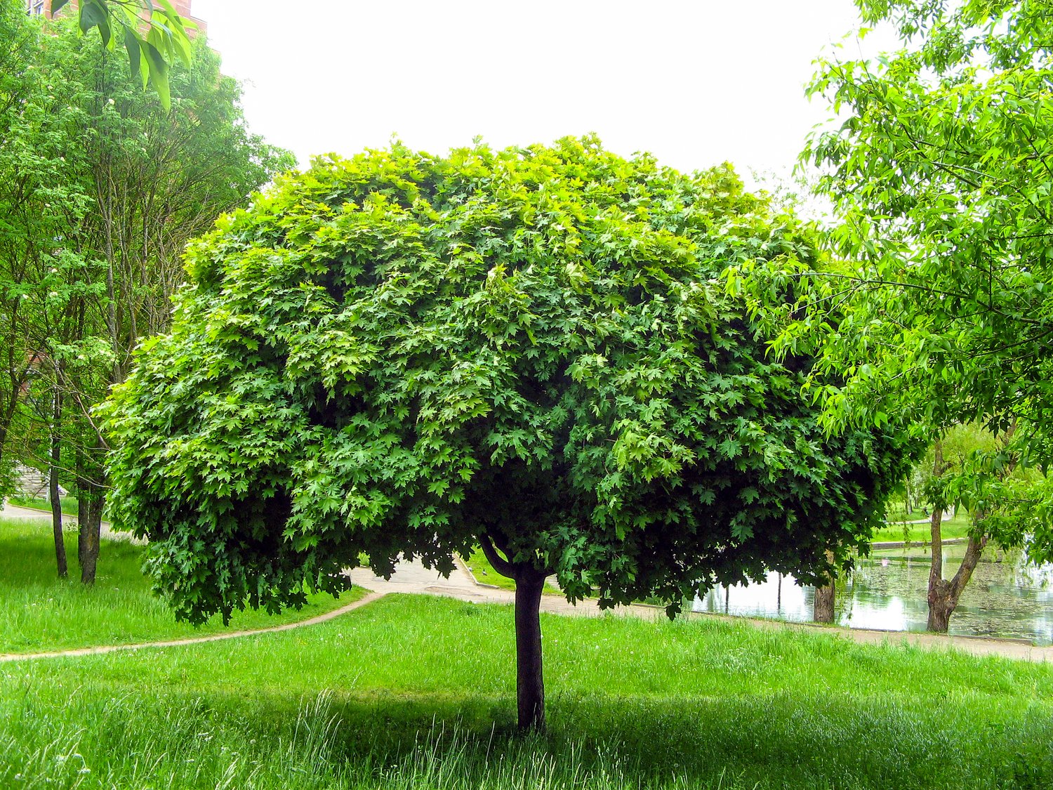 Acer platanoides 'Globosum', Sh 80-100