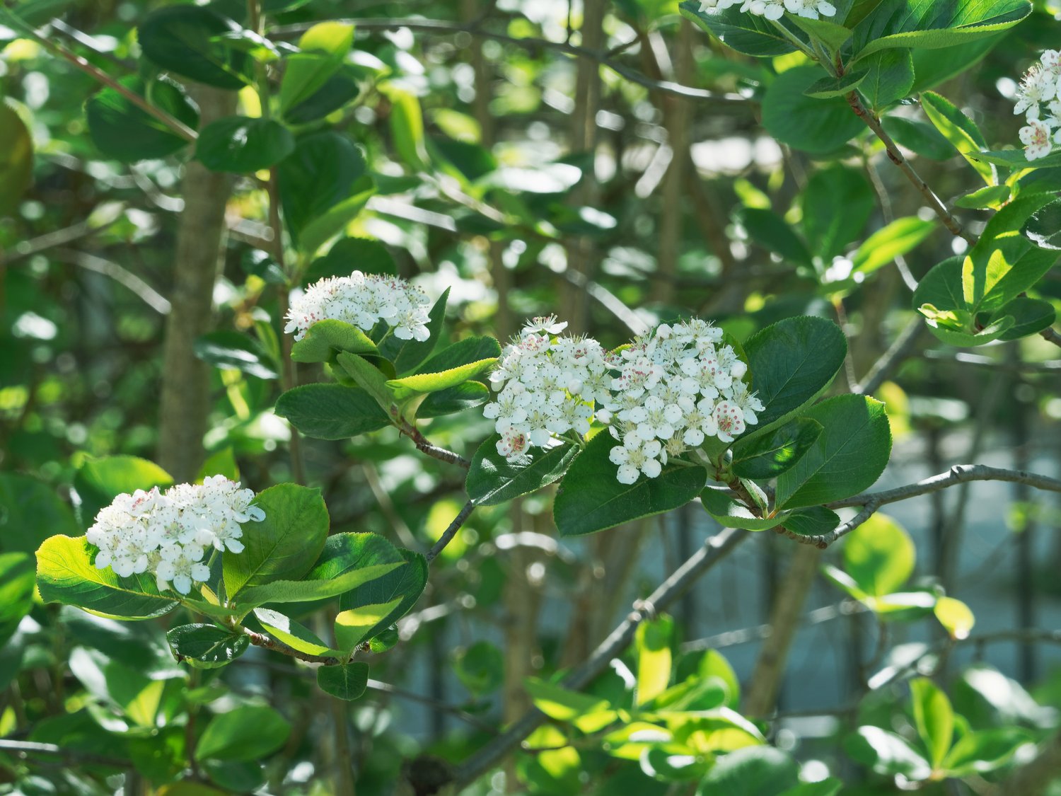 Aronia x prunifolia 'Viking', Sh 80-90