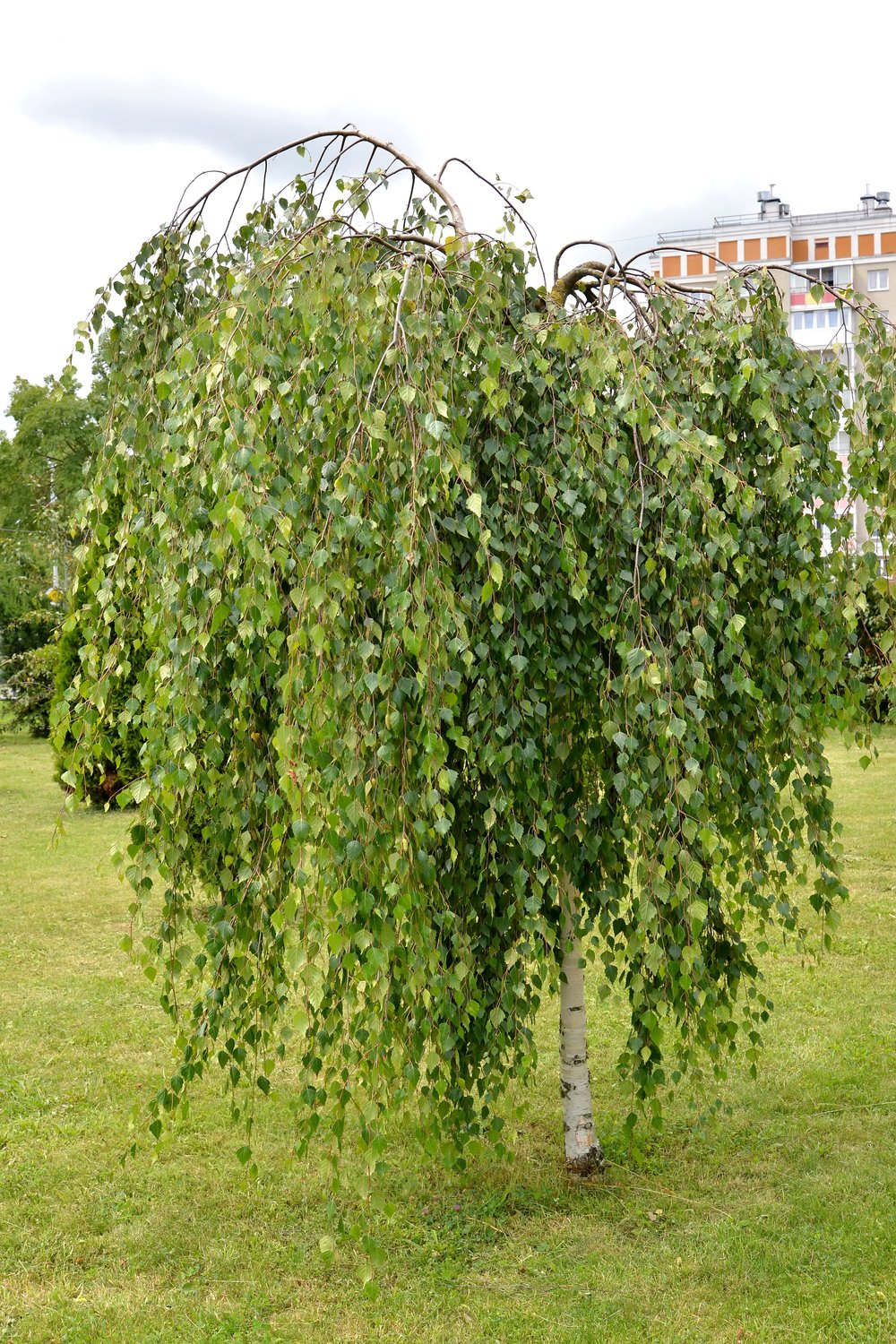 Betula pendula 'Youngii', Utr 150-200