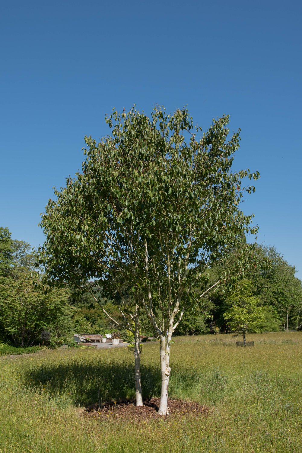 Betula utilis var. jacquemontii, Utr 150-200