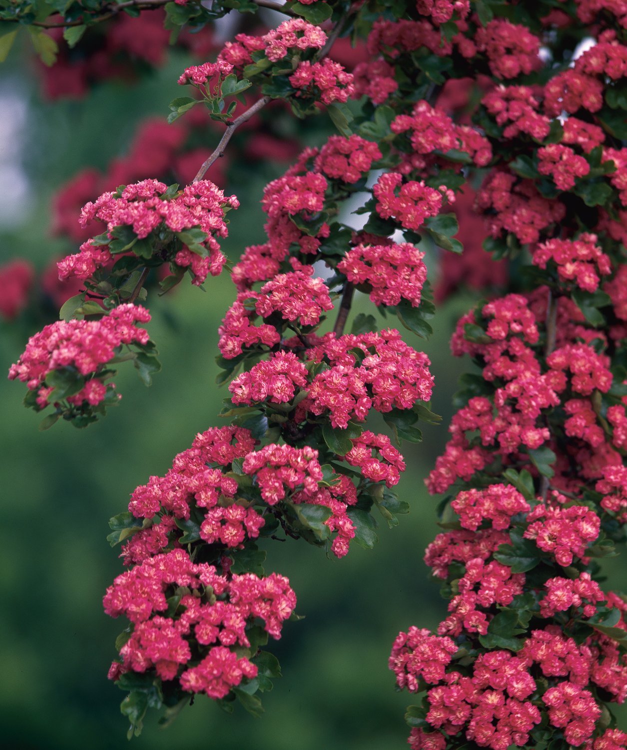 Crataegus x media 'Paul's Scarlet', Sh 90-110