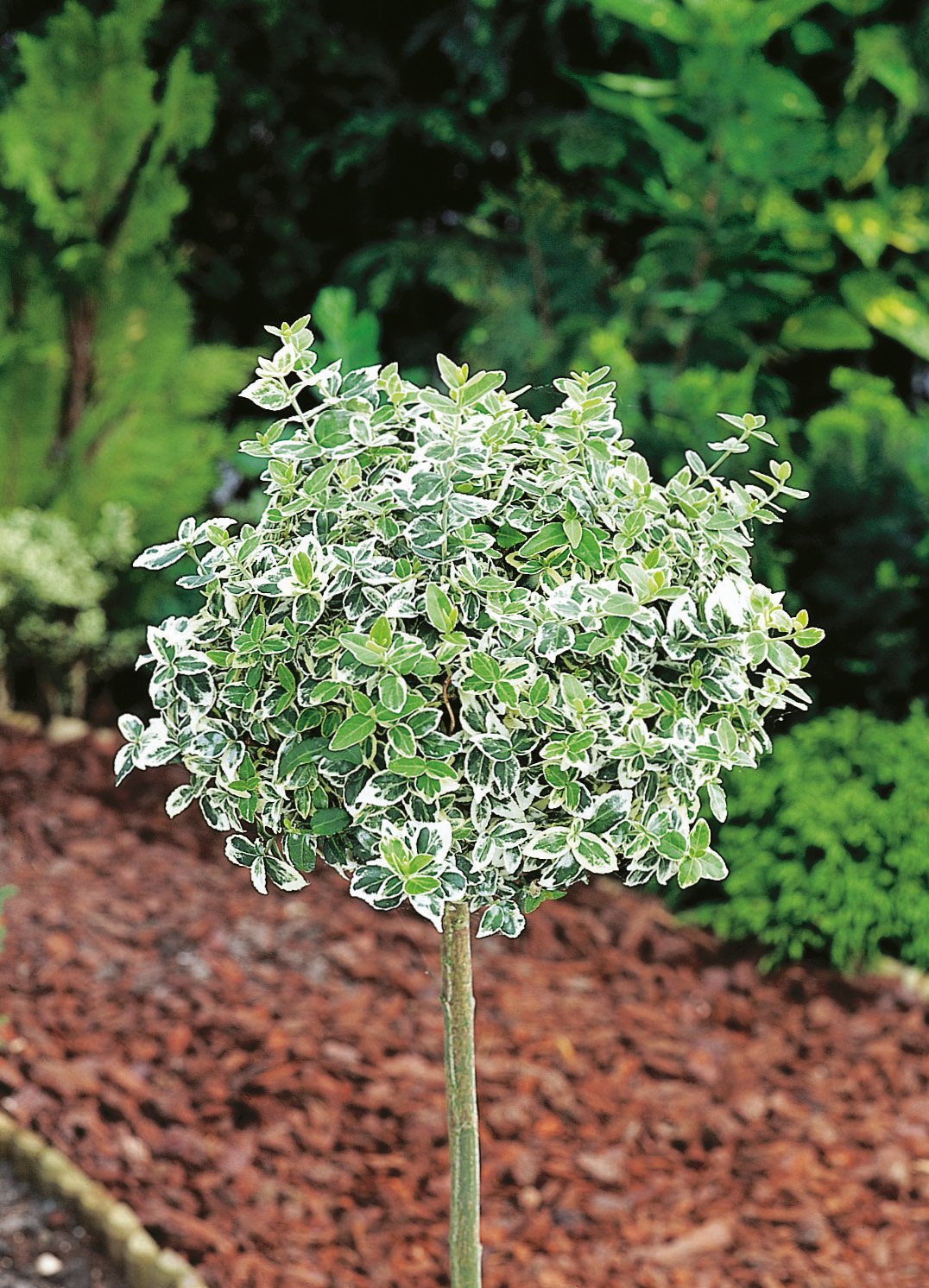 Euonymus fortunei var. radicans 'Emerald Gaiety', Sh 80-90