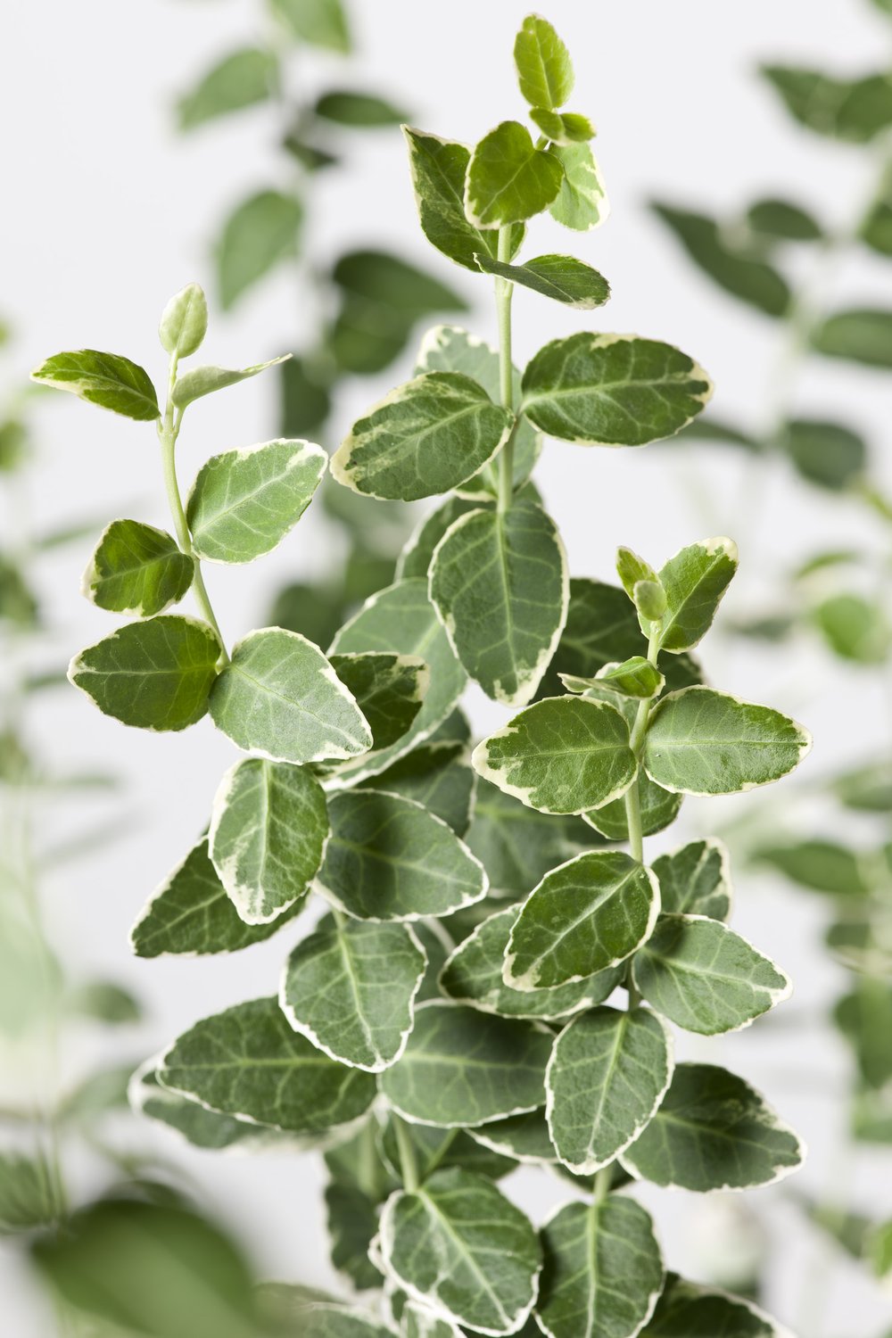 Euonymus fortunei var. radicans 'Emerald Gaiety', Sh 80-90