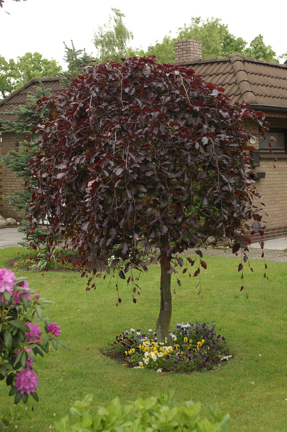 Fagus sylvatica 'Purpurea Pendula', Utr 100-125