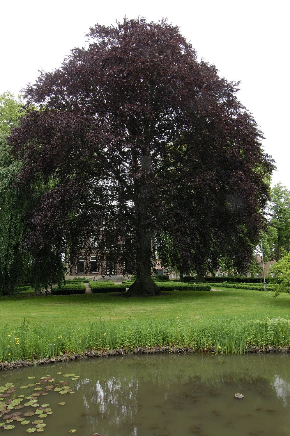 Fagus sylvatica 'Riversii', Utr 125-150