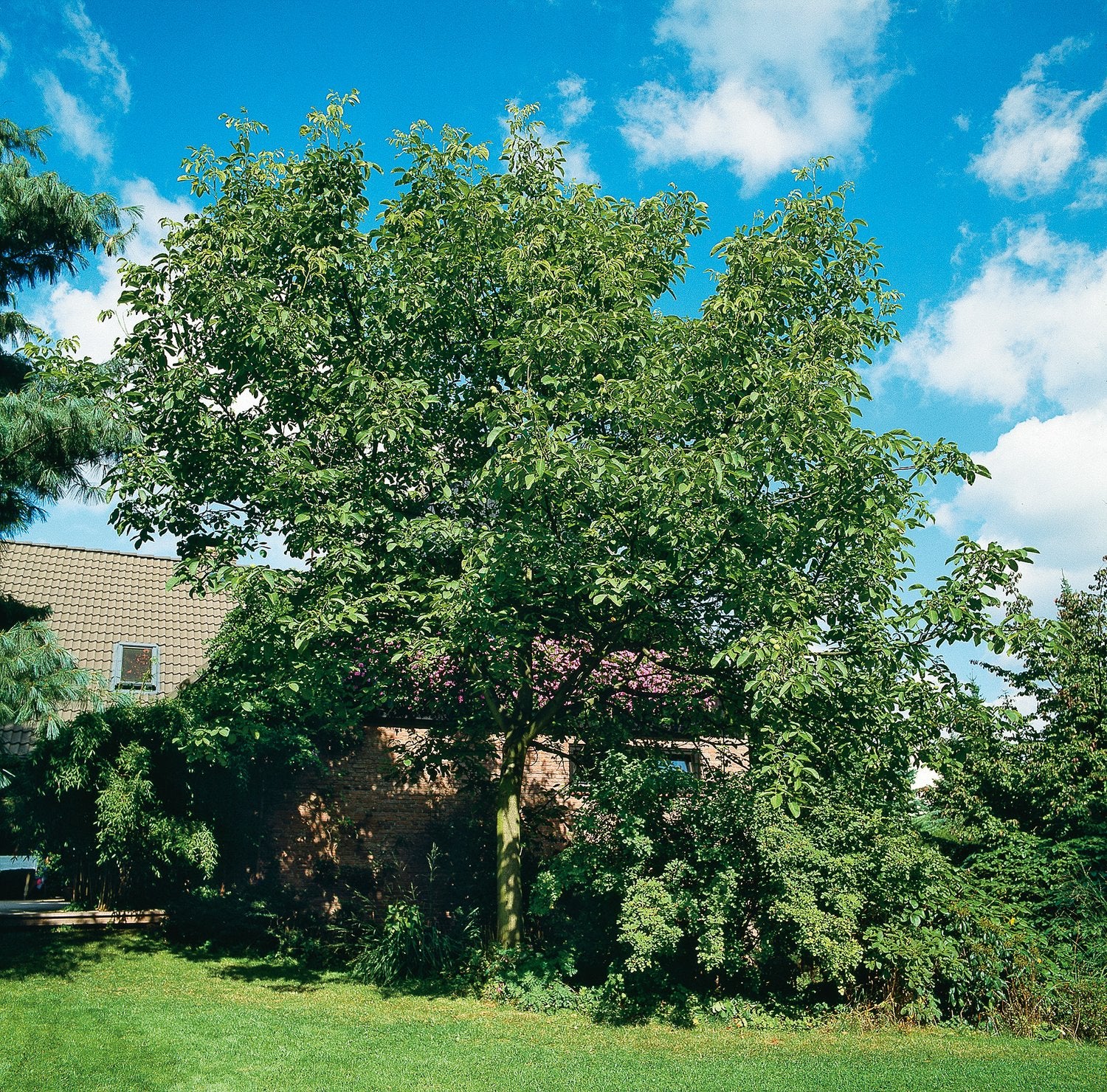 Juglans regia, Utr 100-125