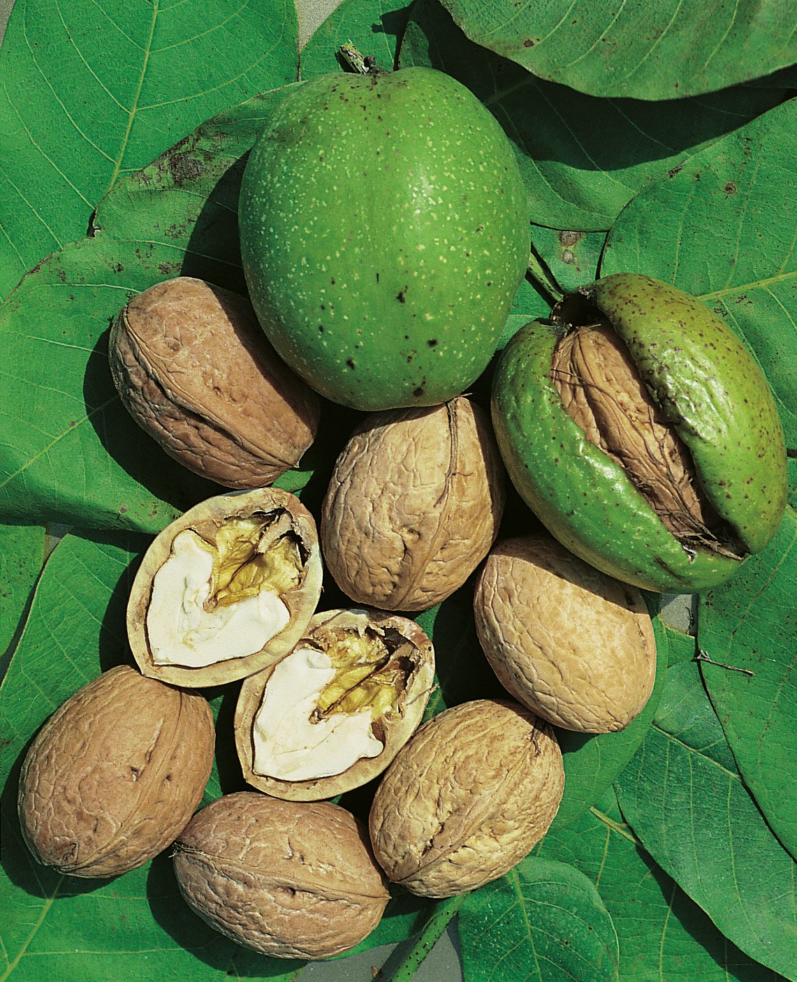 Juglans regia, Utr 100-125