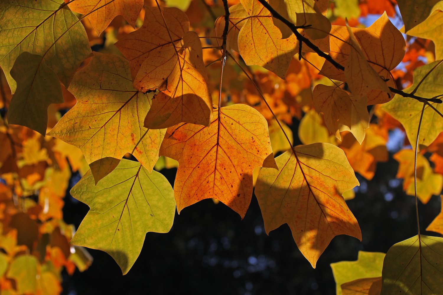 Liriodendron tulipifera, Utr 100-125