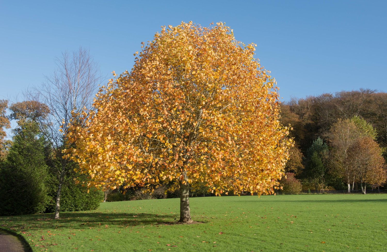 Liriodendron tulipifera, Utr 100-125