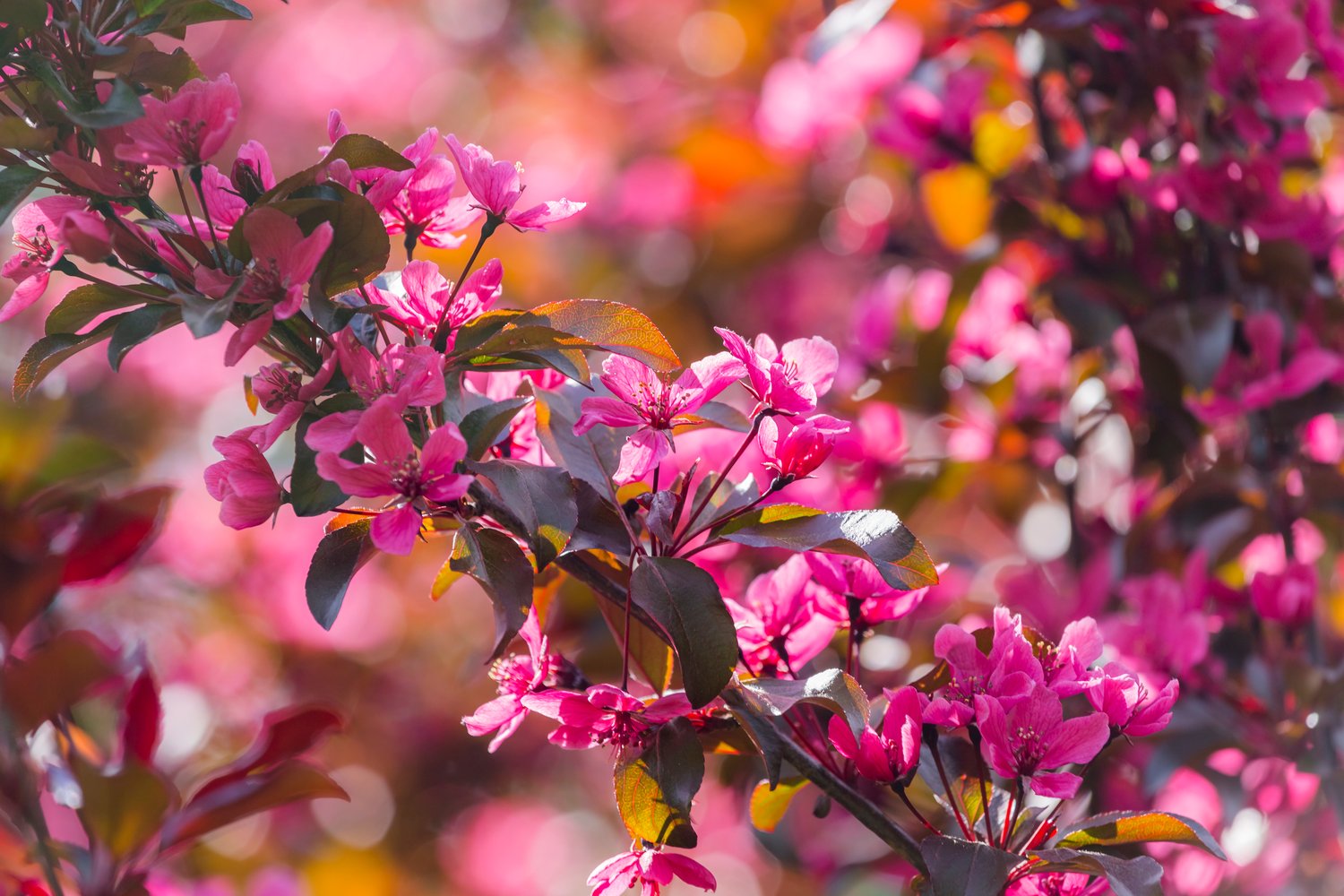 Malus 'Royalty', Sh 80-90